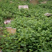 Alice Abney Photo 11