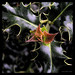Holly Young Photo 33