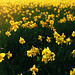 Hope Fields Photo 14