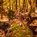 Perry Moss Photo 13