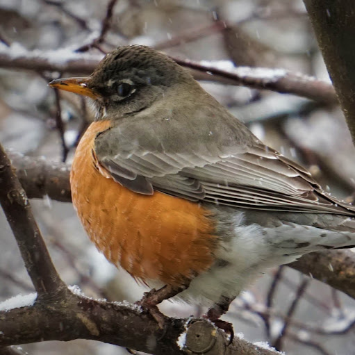 Robin Parish Photo 9