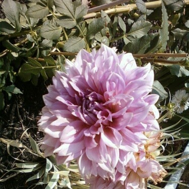 Denise Whitney Photo 35