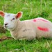 Larry Lamb Photo 45