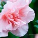 Elizabeth Flowers Photo 14