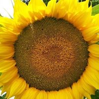 Susan Devore Photo 27