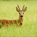 Dennis Buck Photo 8