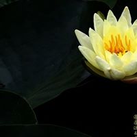 Lina Zhao Photo 5