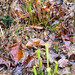 Georgia Green Photo 41