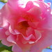 Rose Reynolds Photo 25