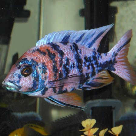 Anne Fish Photo 3