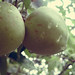 Mary Apple Photo 23