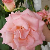 Mary Adkins Photo 35