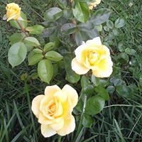 Debbie Dykes Photo 13