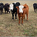 Randy Forrester Photo 27