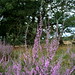Heather Oaks Photo 13