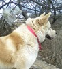 Ronnie Cline Photo 24