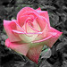 Rose Rogers Photo 9