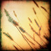 Timothy Field Photo 11