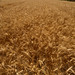 Edwin Wheat Photo 11