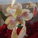 April May Photo 31