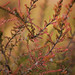 Heather Chapman Photo 22