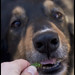 Savannah Bean Photo 11
