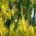 John Dinh Photo 13