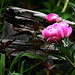Bud Rich Photo 7