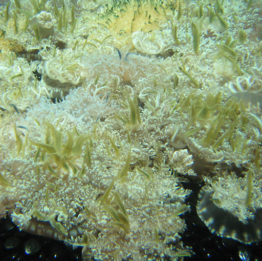 Samuel Combs Photo 7