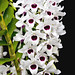 Susan Denning Photo 13