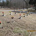 Julie Gibbs Photo 37
