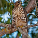 Linda Hawks Photo 13