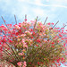 Karen Callis Photo 33
