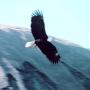 Carol Boyce Photo 23
