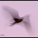 Dawn Boynton Photo 10