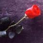 Joanne Lemm Photo 6