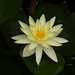 Lillie Bush Photo 2