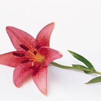 Vidhya Ganesan Photo 12