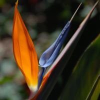 Tang Tang Photo 41