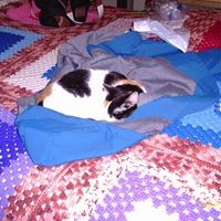 Susan Lauer Photo 27