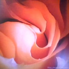 Cynthia Mccourt Photo 8