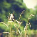 David Wheat Photo 24
