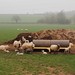 Misty Lamb Photo 13