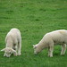 Jonathon Lamb Photo 6