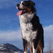 Jesse Shepherd Photo 41