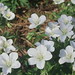 Mary Evrard Photo 10