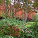 Myrtle Bush Photo 6