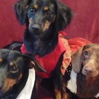 Brown Buster Photo 4