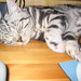 Freddie Silver Photo 8