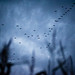 Robin Patch Photo 11